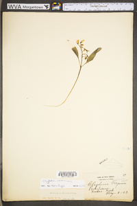 Claytonia caroliniana image