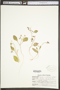 Claytonia caroliniana image