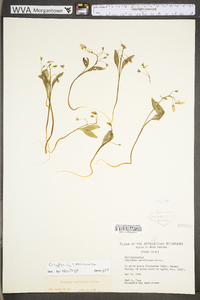 Claytonia caroliniana image