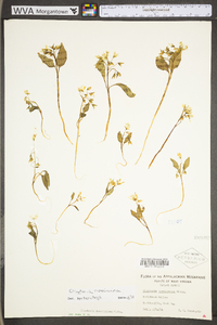 Claytonia caroliniana image