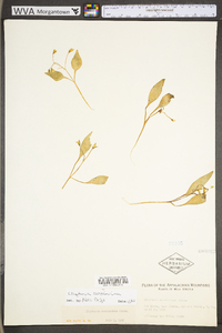 Claytonia caroliniana image