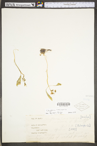 Claytonia caroliniana image