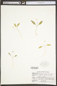 Claytonia caroliniana image