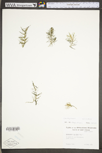 Ceratophyllum demersum image