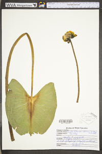 Nuphar advena image