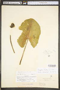 Nuphar advena image