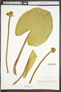 Nuphar advena image