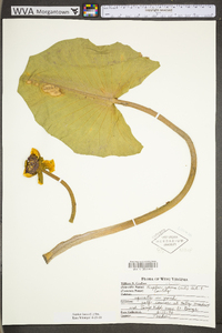 Nuphar advena image