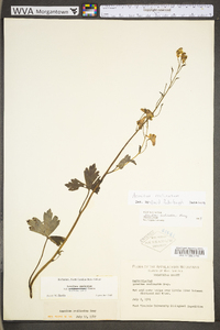 Aconitum reclinatum image