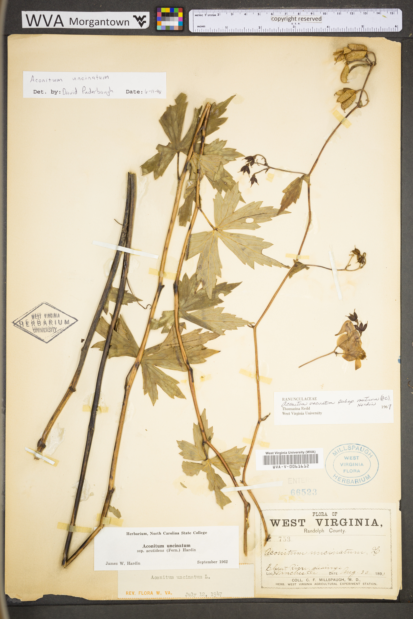 Aconitum uncinatum subsp. muticum image