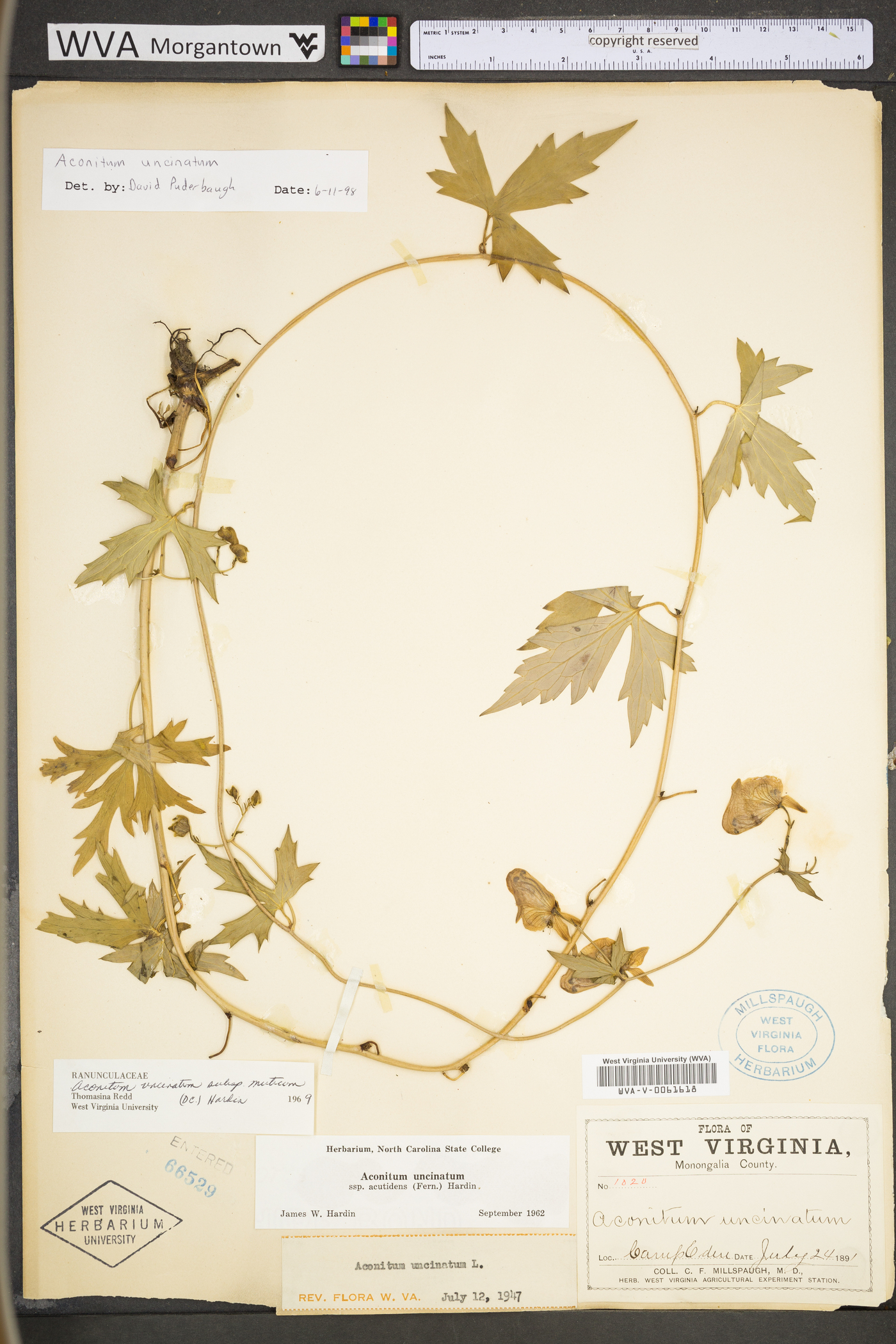 Aconitum uncinatum subsp. muticum image