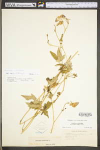 Aconitum uncinatum image