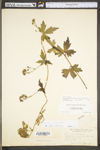 Aconitum uncinatum subsp. muticum image