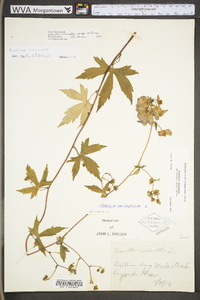 Aconitum uncinatum image