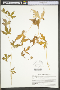 Aconitum uncinatum subsp. uncinatum image