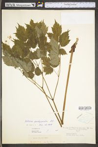 Actaea pachypoda image