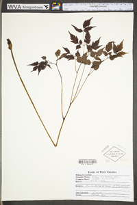 Actaea pachypoda image