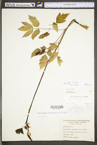 Actaea racemosa image