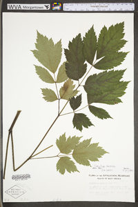 Actaea racemosa image