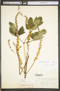 Actaea racemosa image