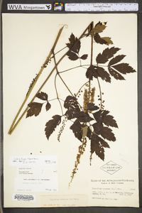 Actaea racemosa image