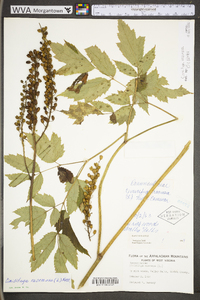 Actaea racemosa image