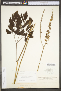 Actaea racemosa image