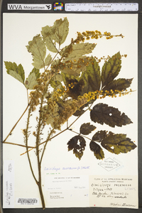 Actaea racemosa image