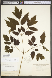 Actaea racemosa image