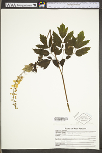 Actaea racemosa image