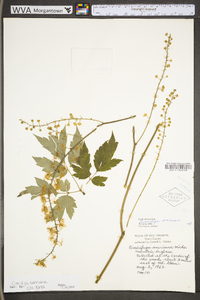 Actaea podocarpa image