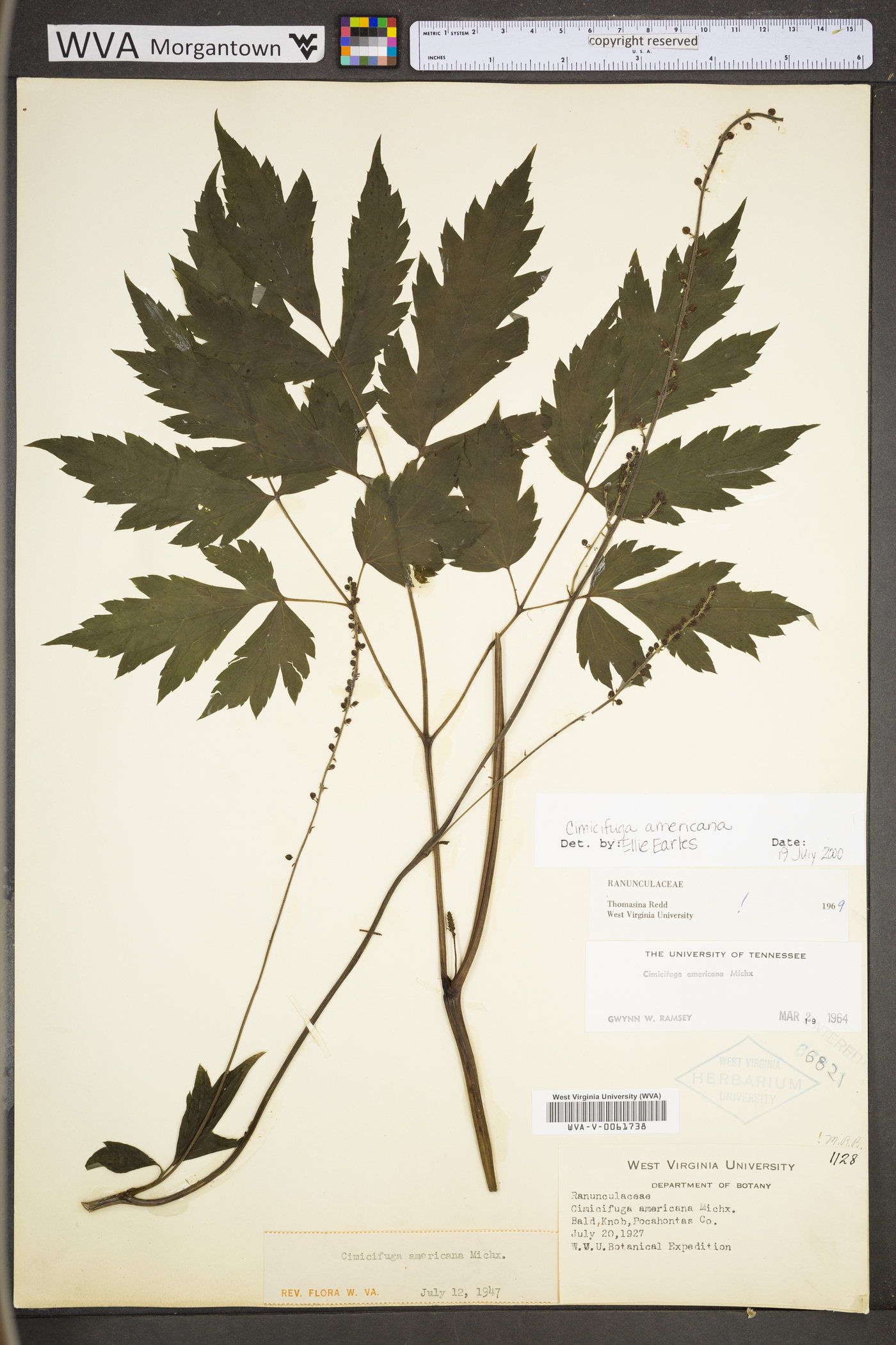 Actaea podocarpa image