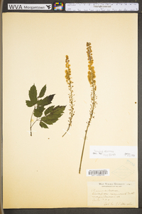 Actaea racemosa image