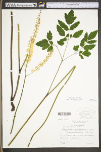 Actaea racemosa image