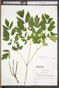 Actaea racemosa image