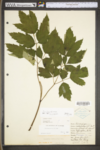 Actaea racemosa image