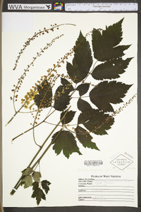 Actaea racemosa image