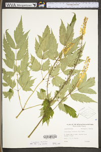 Actaea racemosa image