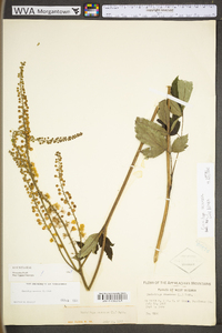 Actaea racemosa image