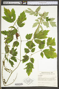 Actaea racemosa image