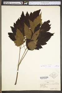 Actaea racemosa image