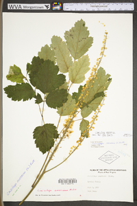 Actaea racemosa image