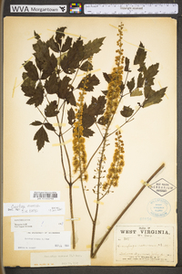 Actaea racemosa image