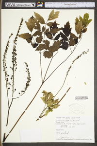 Actaea racemosa image