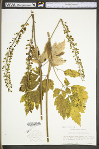 Actaea racemosa image