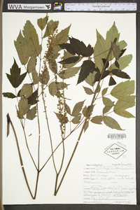 Actaea racemosa image