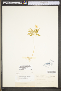 Anemone quinquefolia var. quinquefolia image