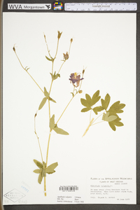 Aquilegia vulgaris image