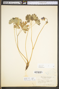 Aquilegia vulgaris image