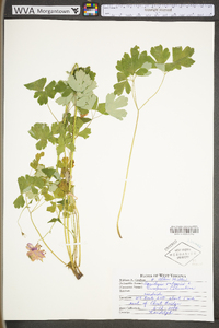 Aquilegia vulgaris image